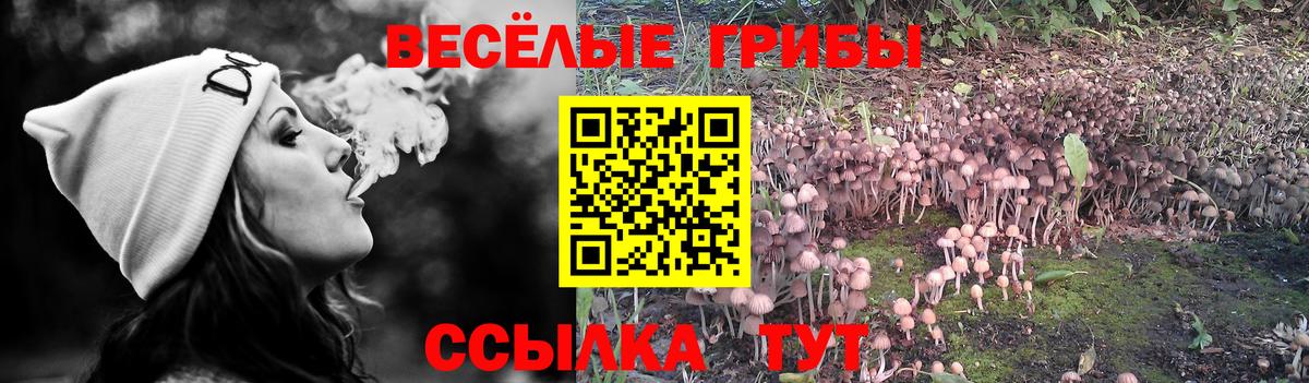 Галлюциногенные грибы GOLDEN TEACHER Новоалтайск